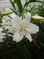 [5281 Crystal Blanca WF No01.JPG]